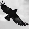 azderus